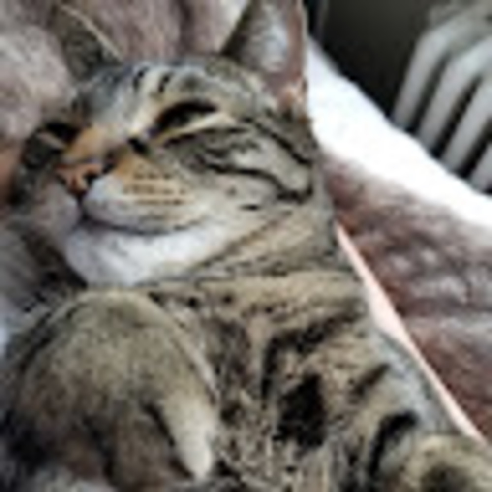 Meet your Posher, Feodora